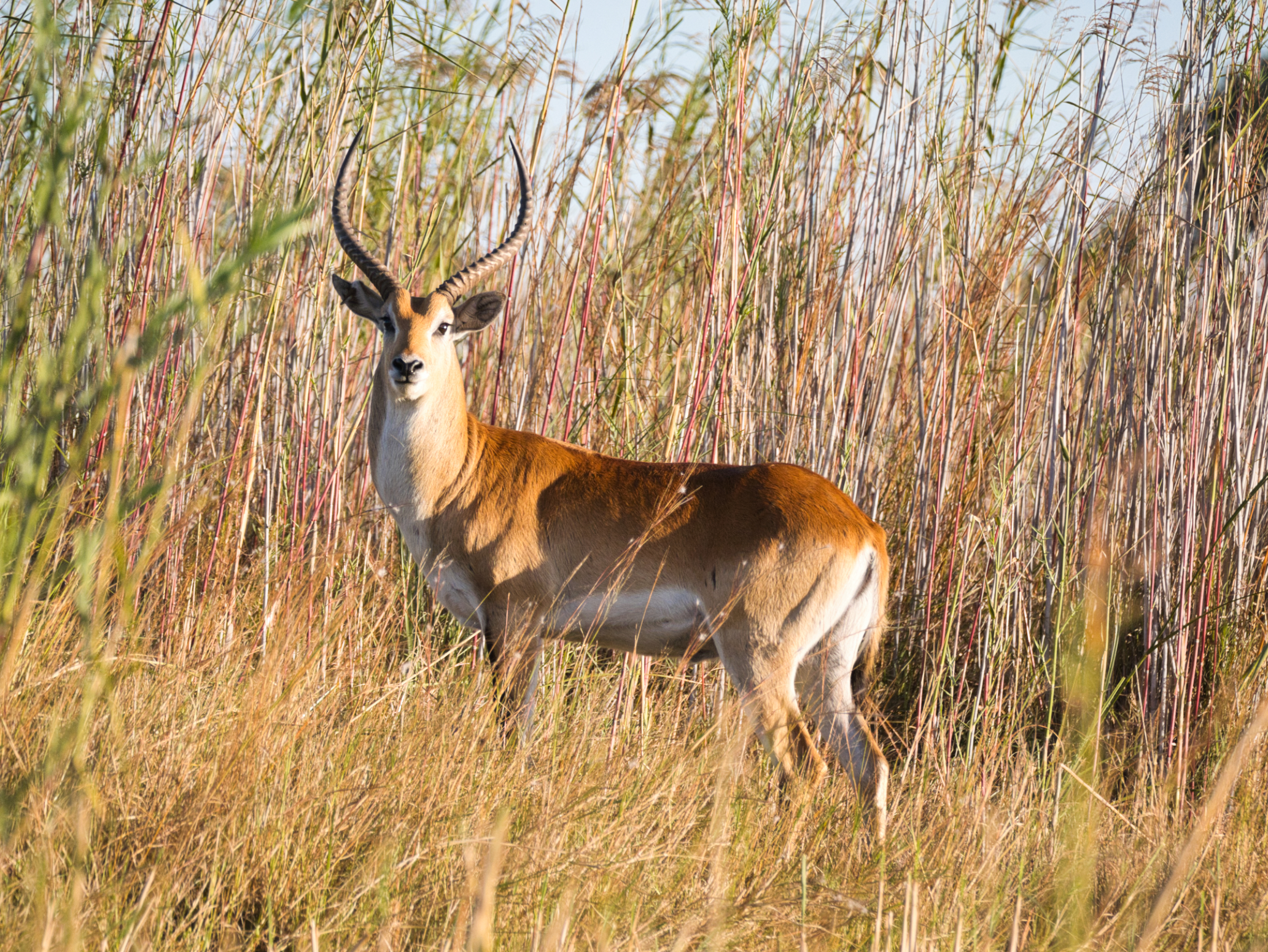 Letschwe Antilope