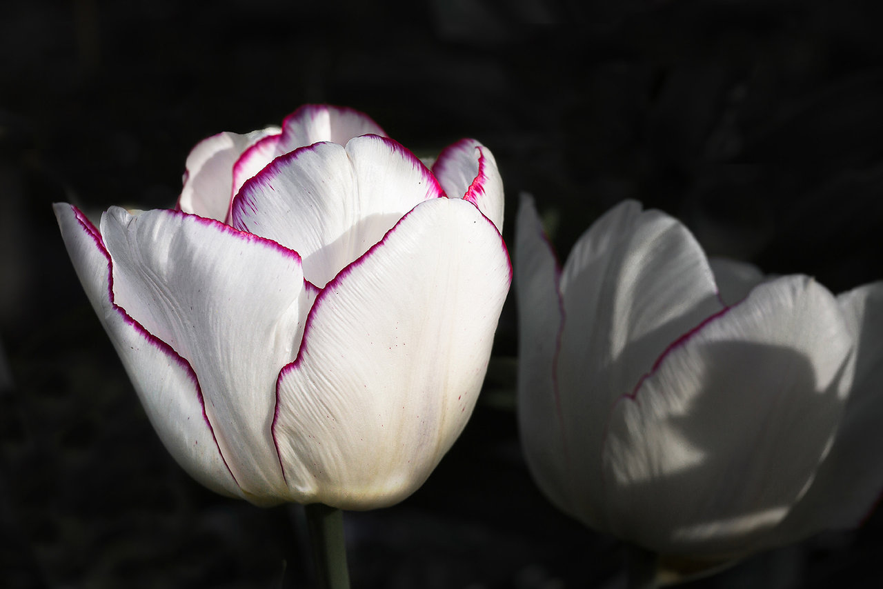 Letzte Tulpe