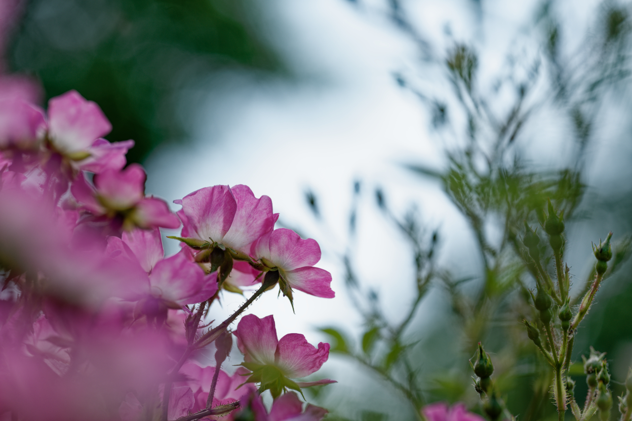 letztens im Garten