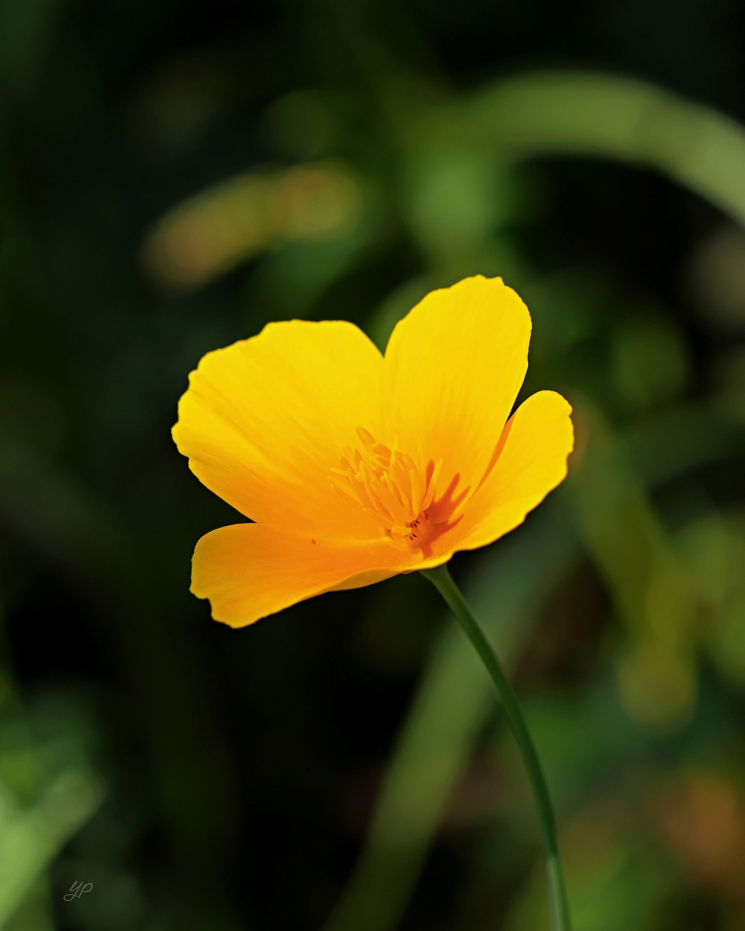 Leuchtend gelb