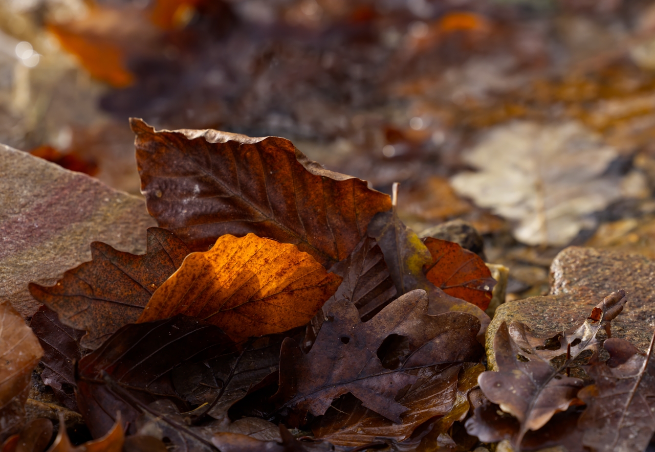 Leuchtender Herbst