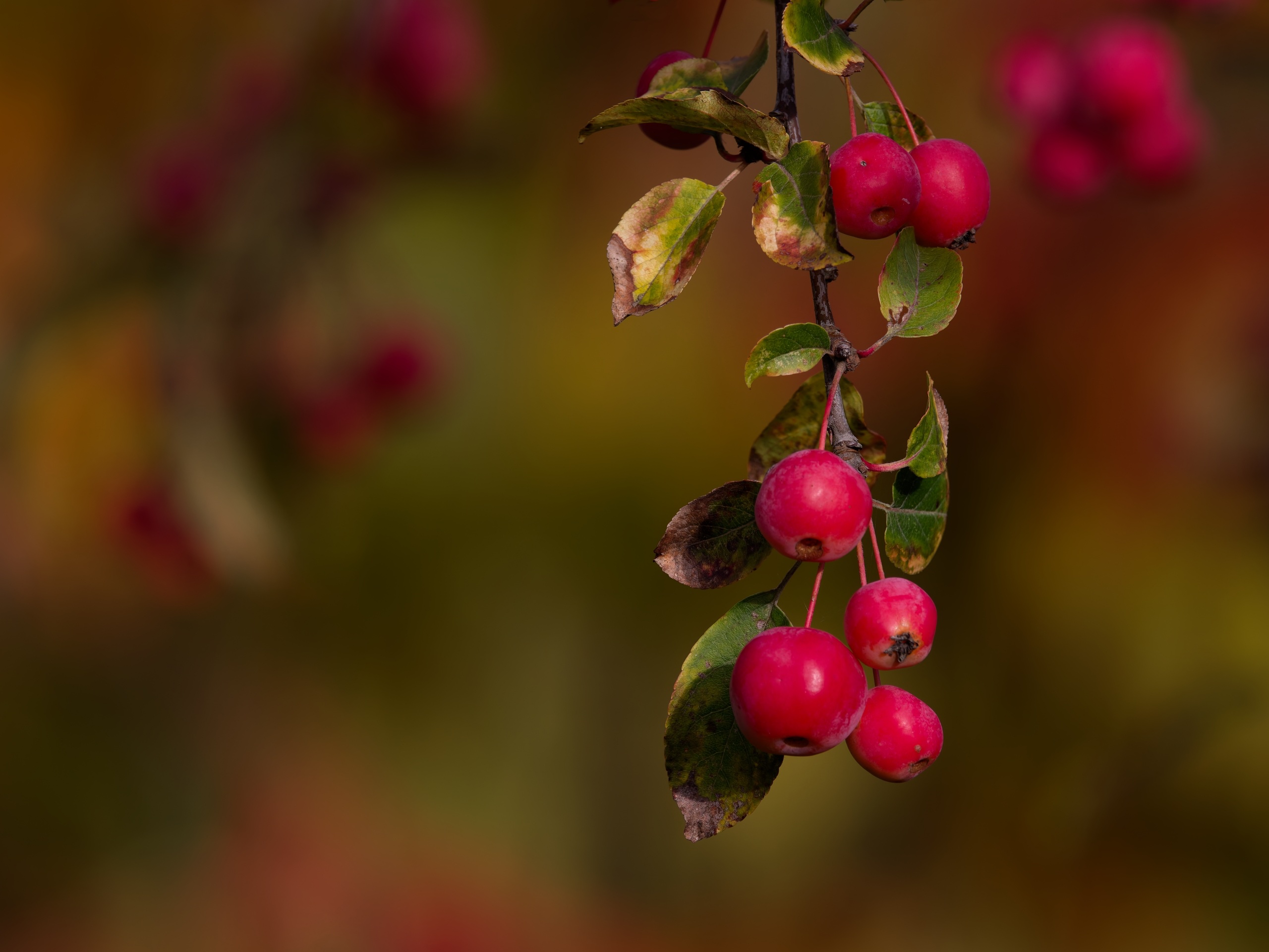 Leuchtender Herbst