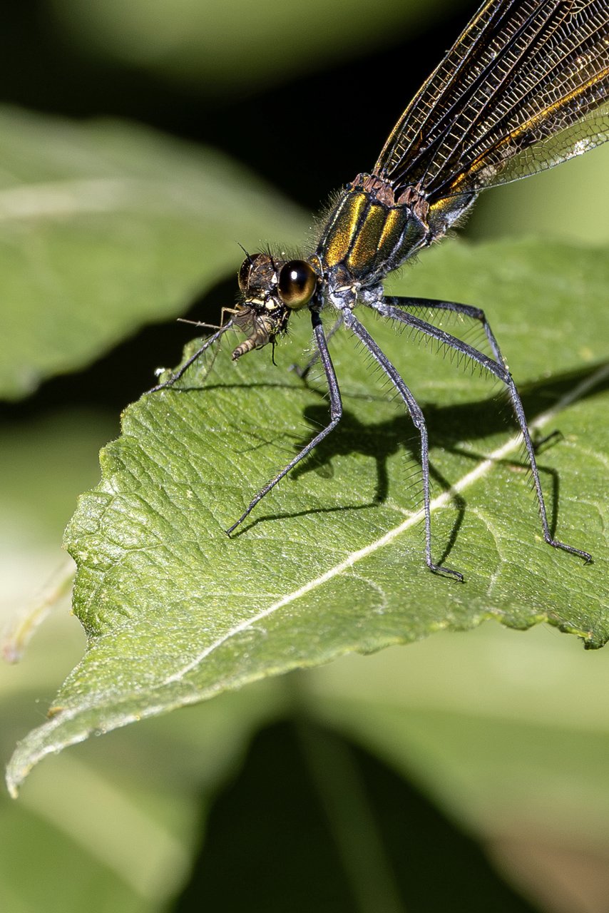 Libelle beim Frühstück