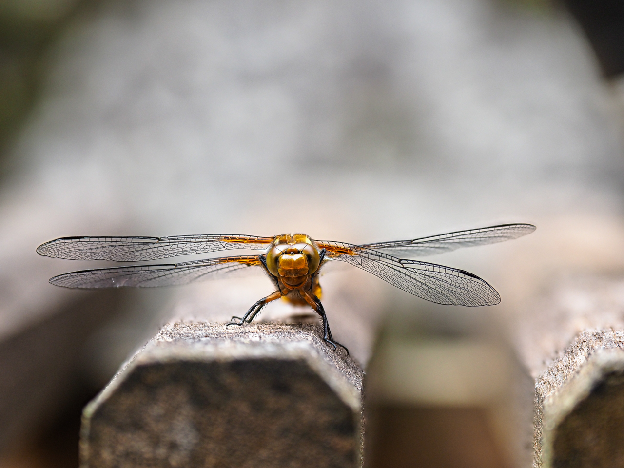 Libelle beim Sonnenbad11-1.JPG