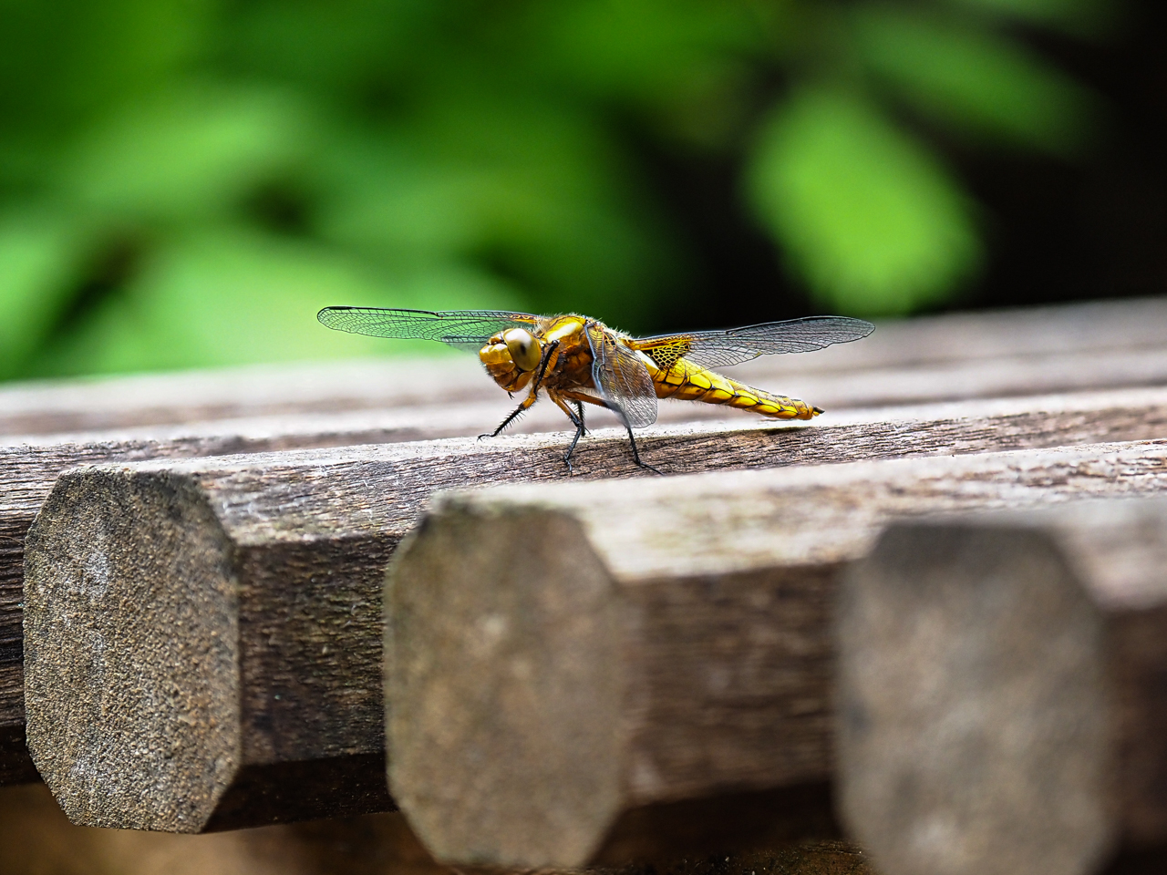 Libelle beim Sonnenbad11-2.JPG