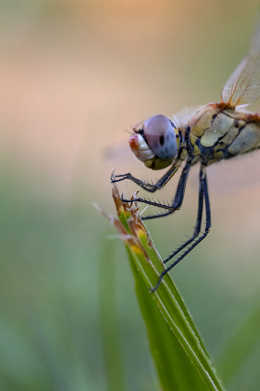 Libelle