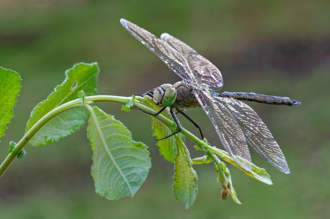 Libelle