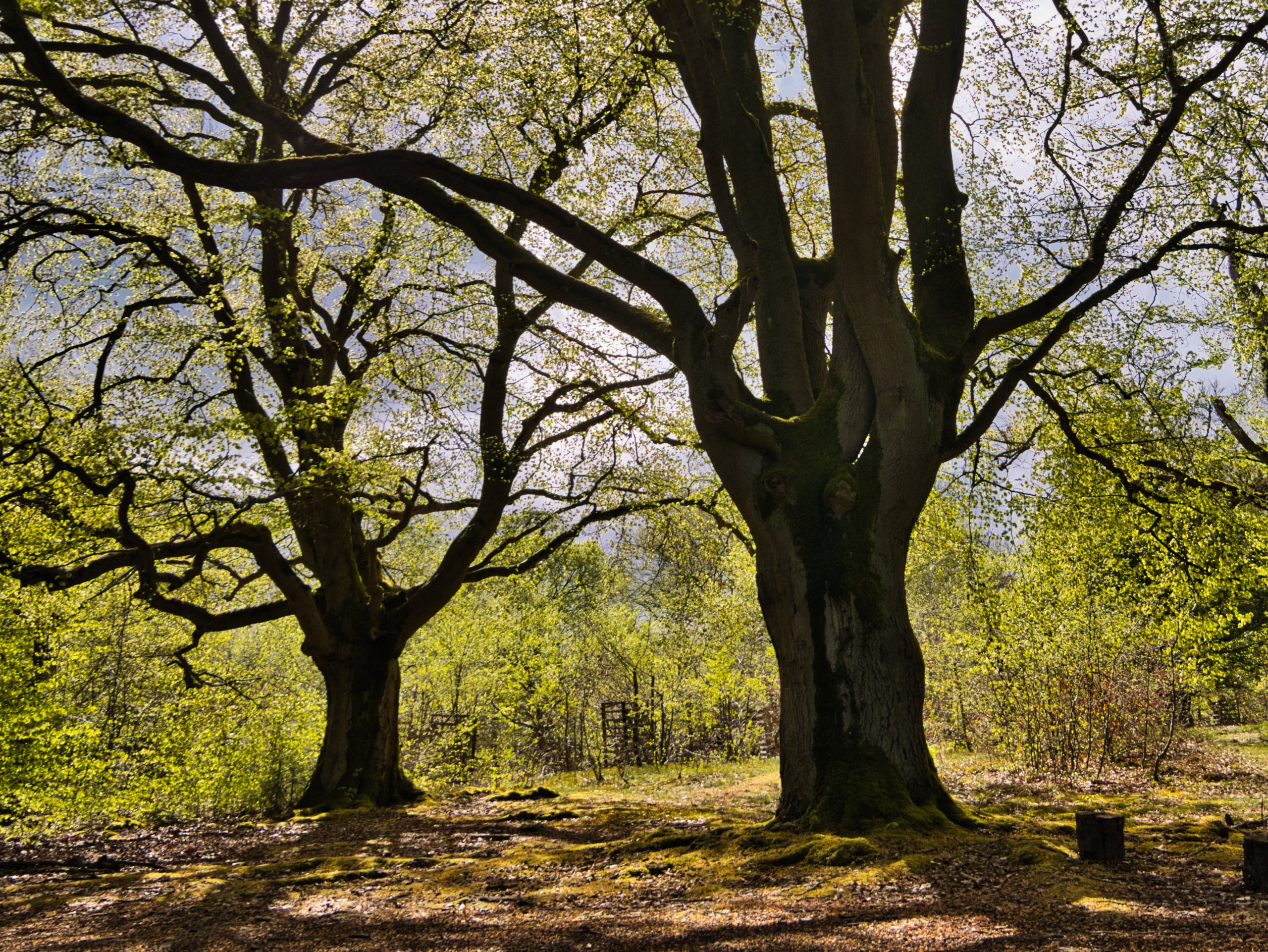 Licht und Schatten im Hutewald