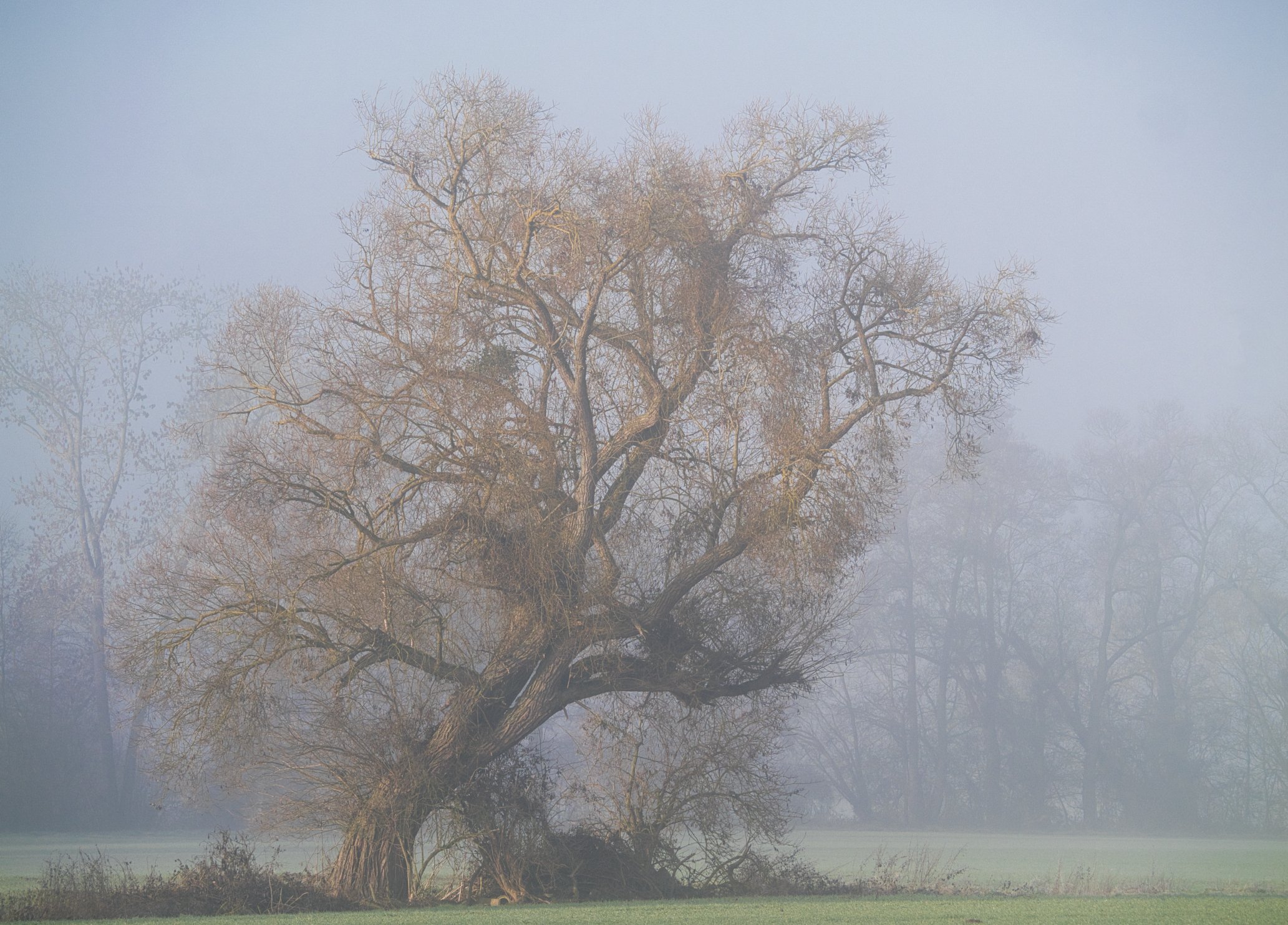Lieblingsbaum Dezember