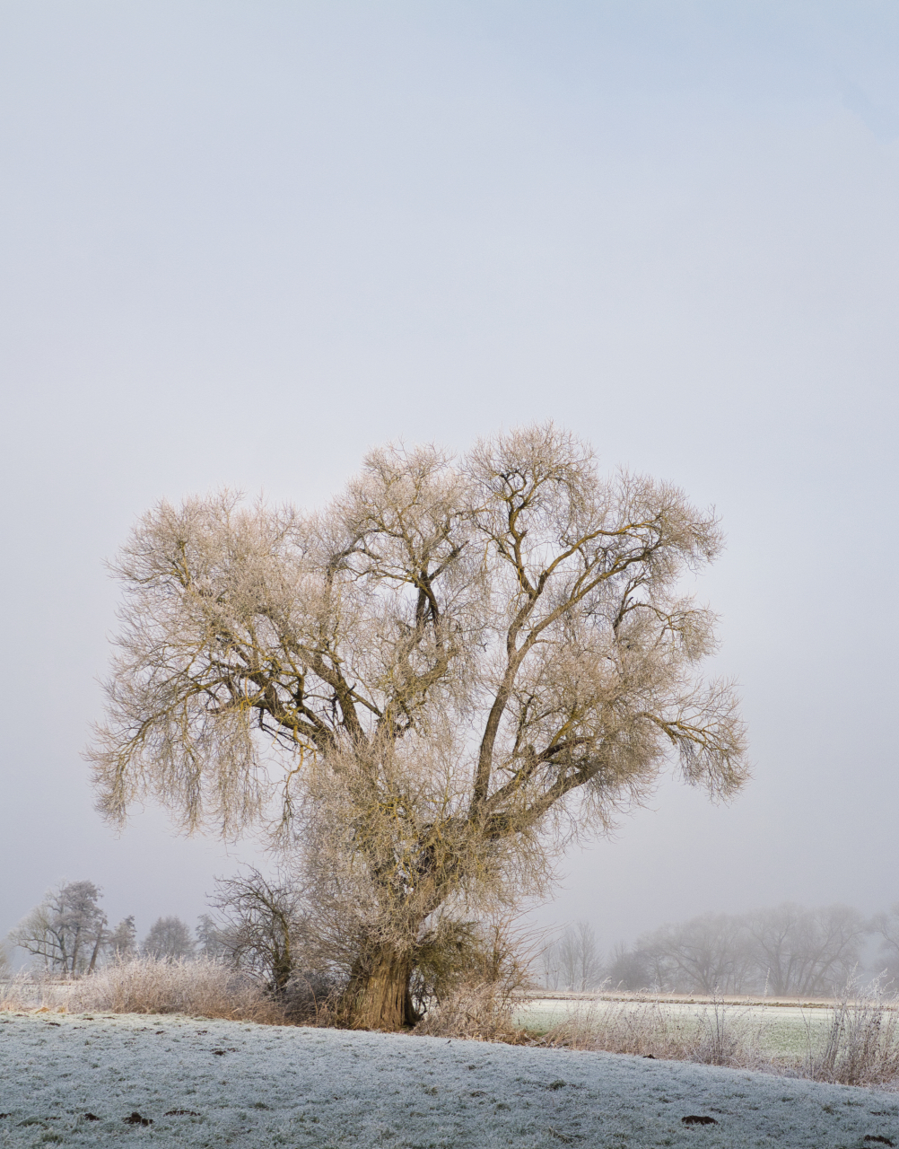 Lieblingsbaum Februar