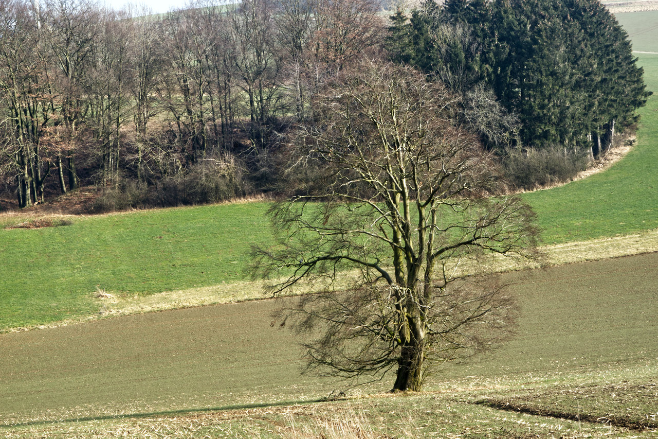 Lieblingsbaum Februar