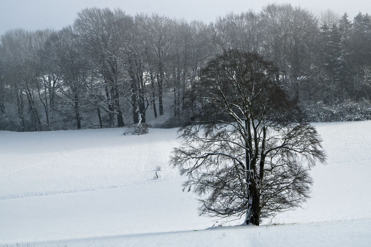 Lieblingsbaum Januar