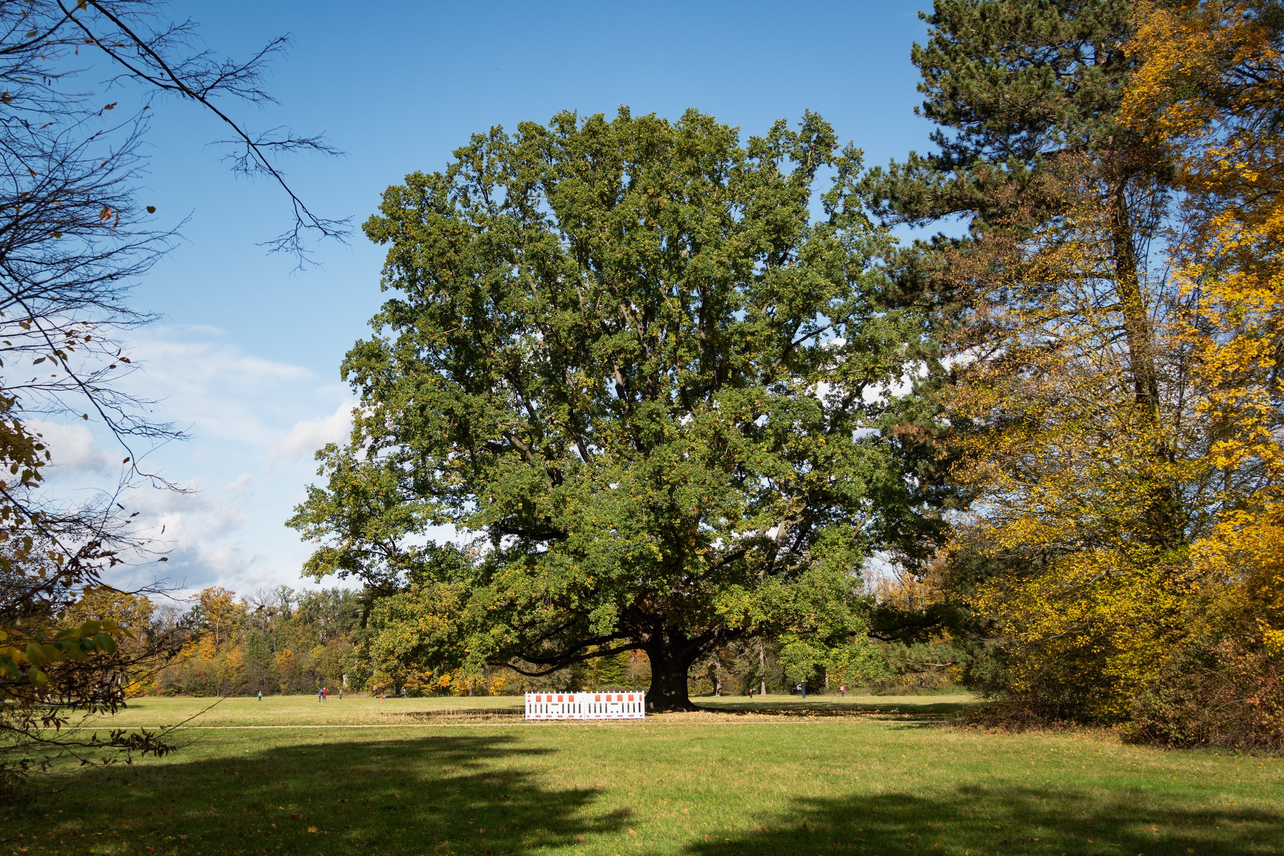 Lieblingsbaum-OKTOBER