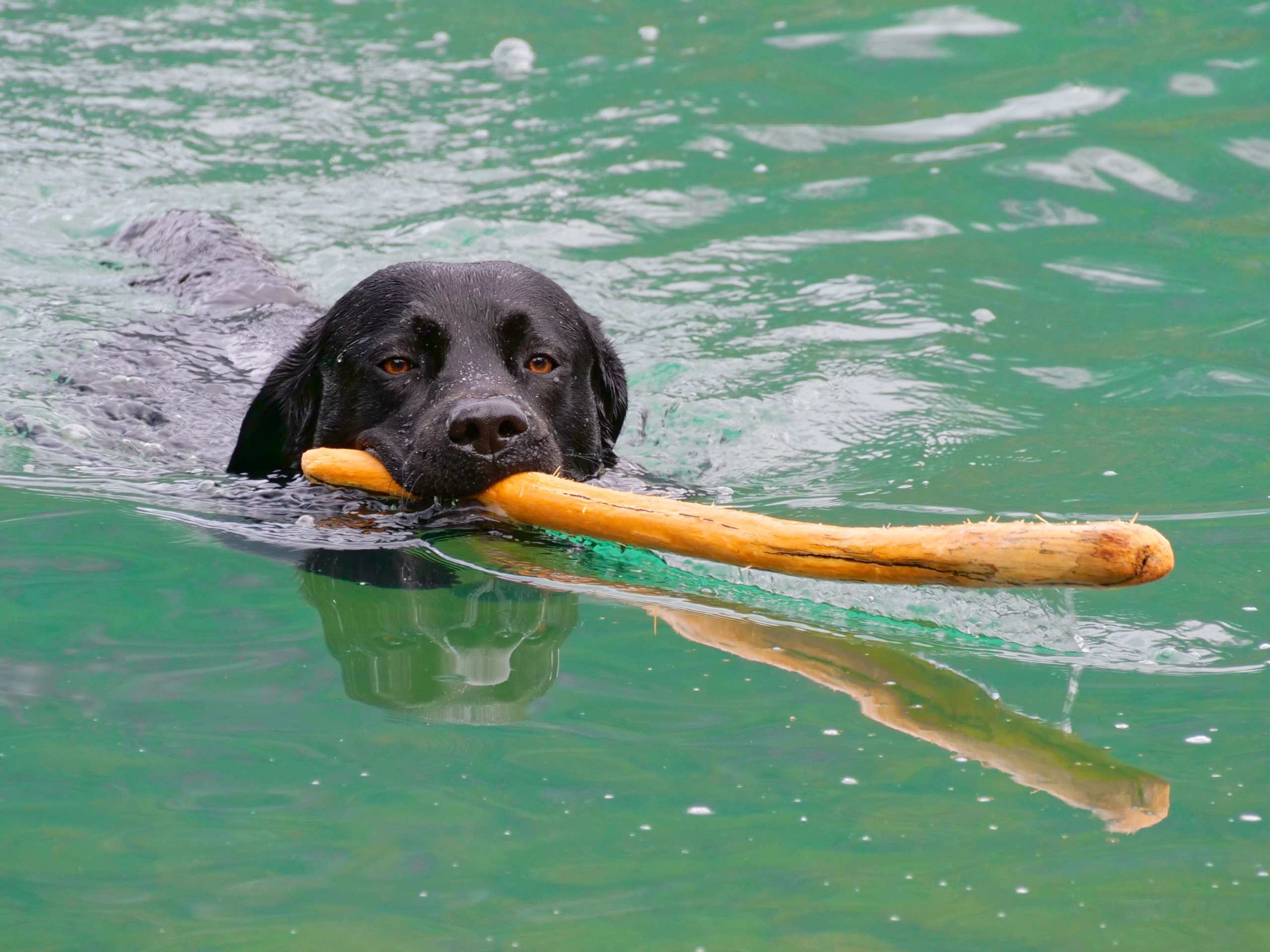 Lieblingsbeschäftigung