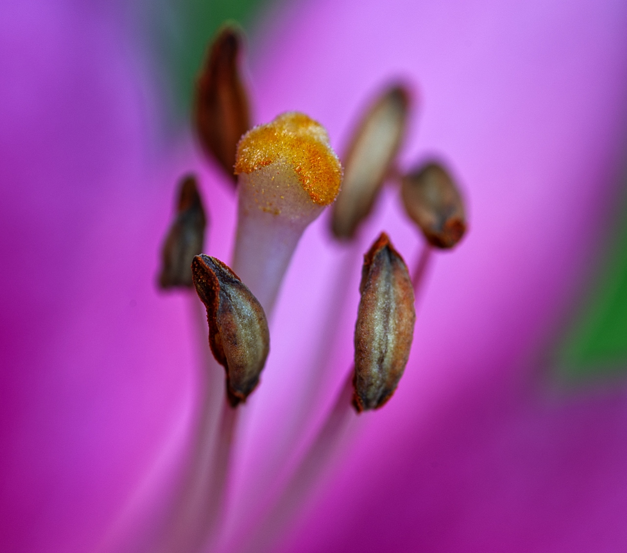 Lilienblüte Fruchtstand