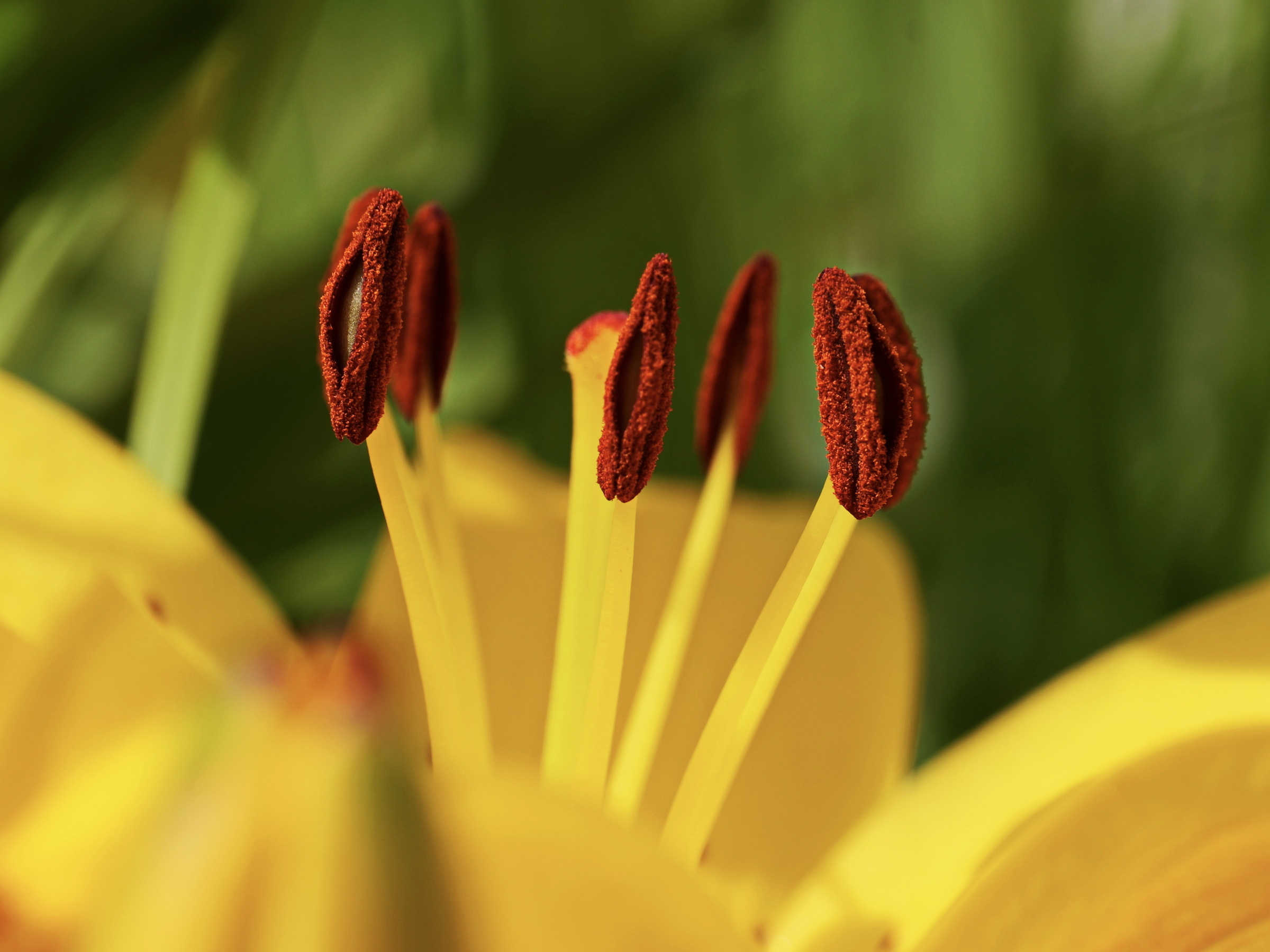 Lilienblüte
