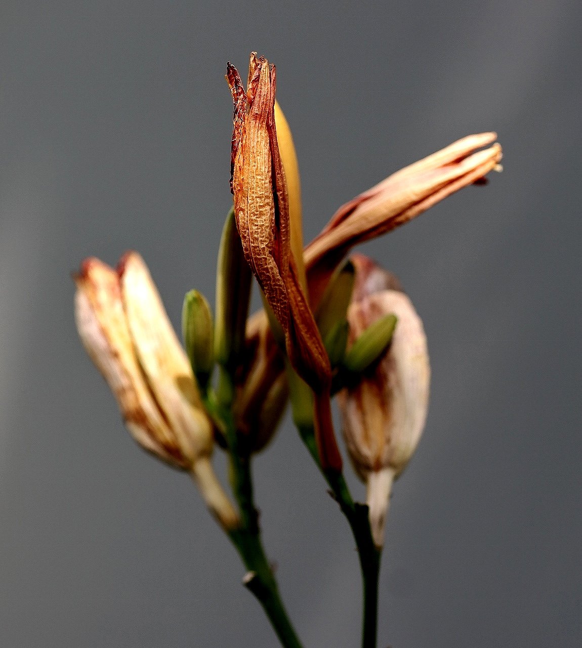 Lilienblüte