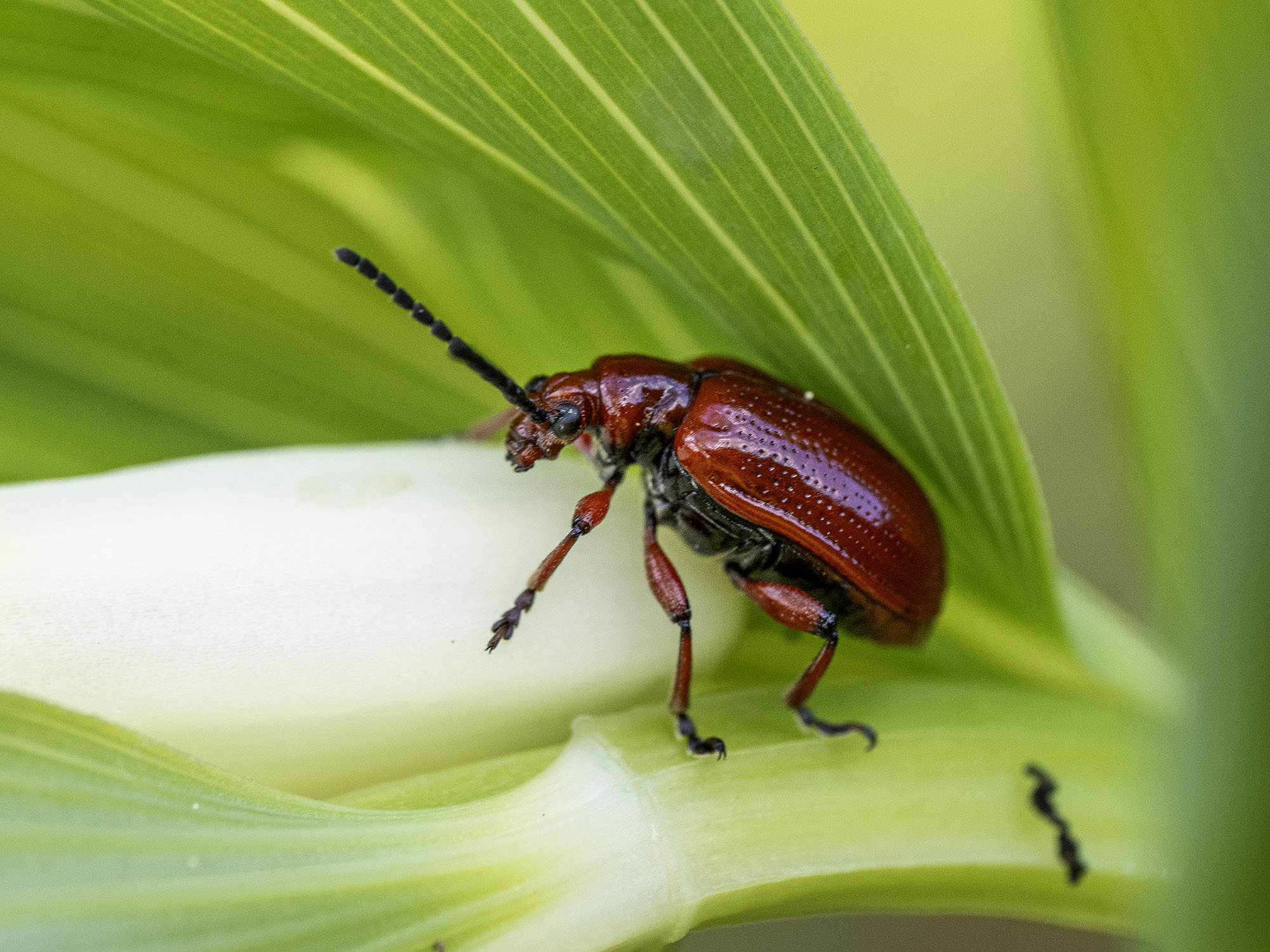 Lilienhähnchen