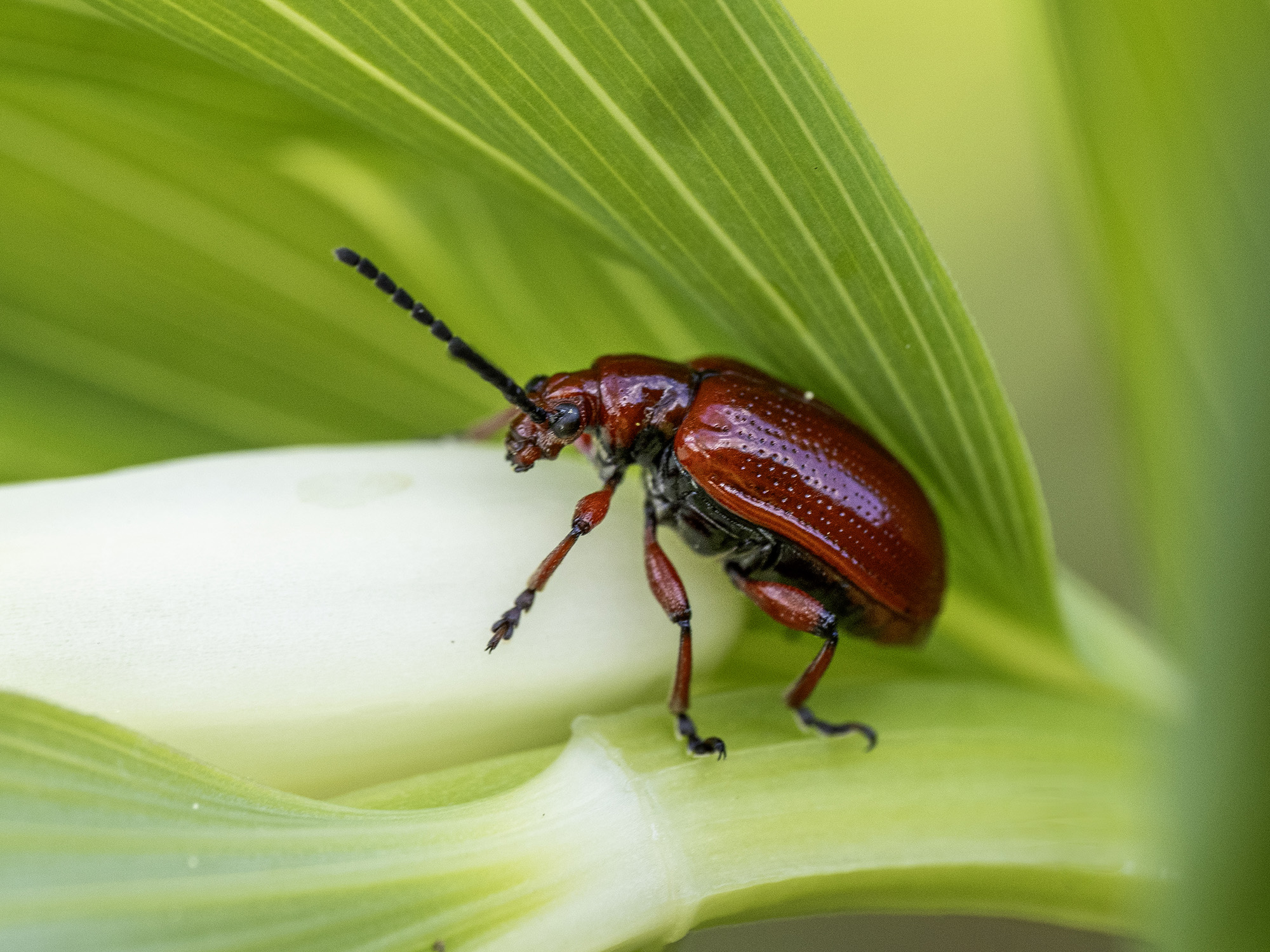 Lilienhänchen II