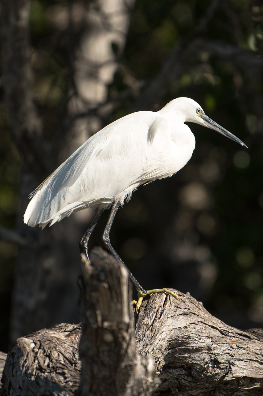 Little-Egret.jpg