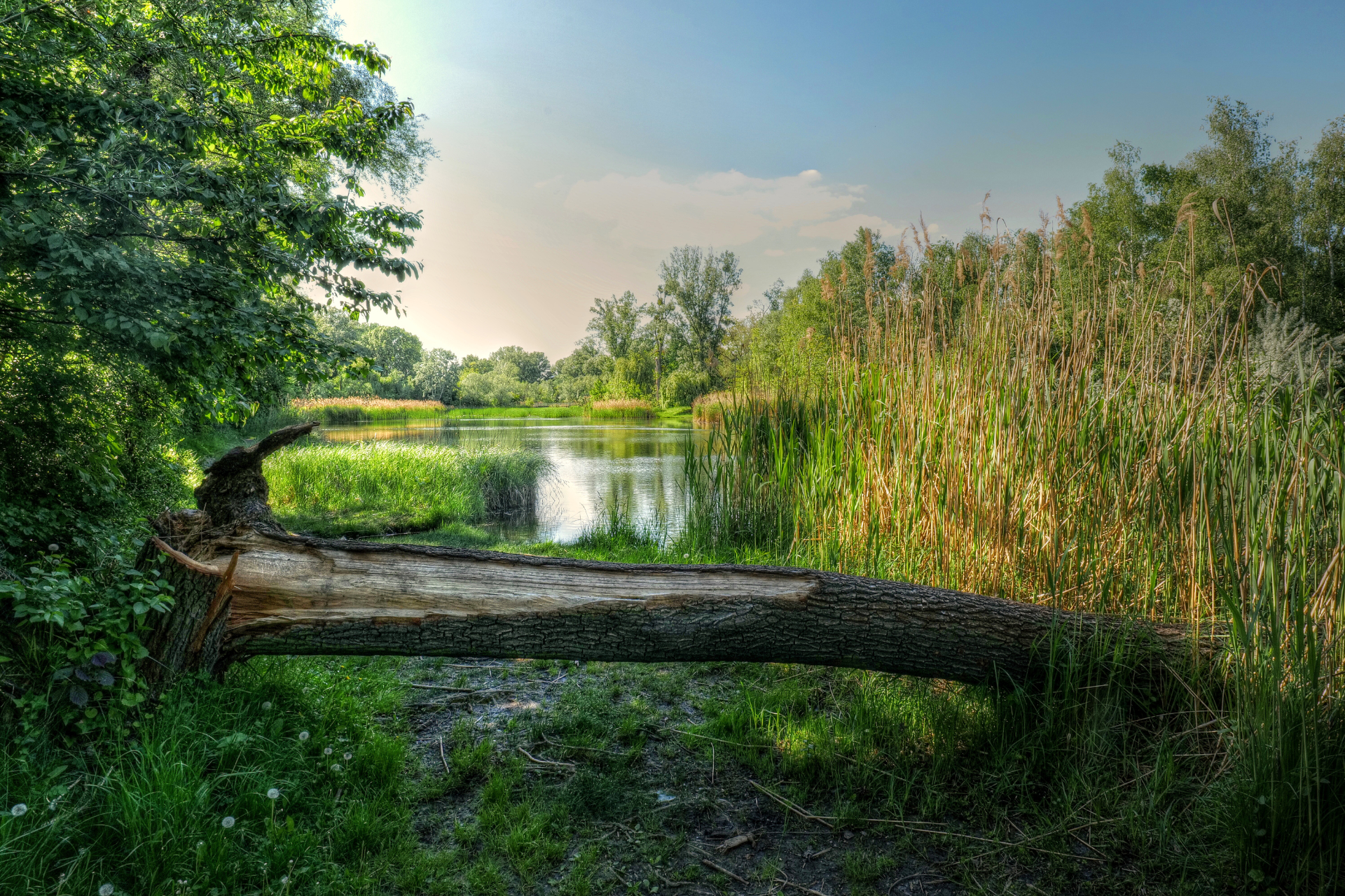 Lobau