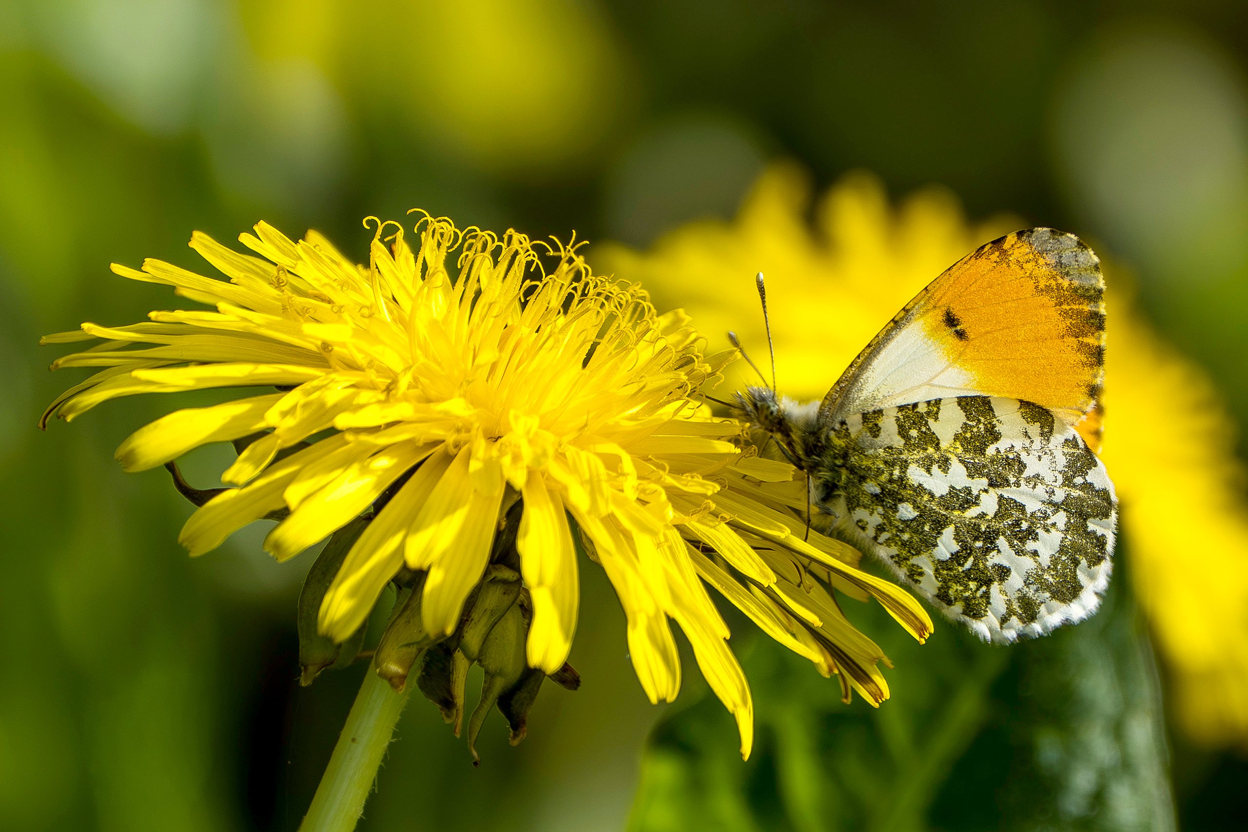 Löwenzahn mit Aurorafalter
