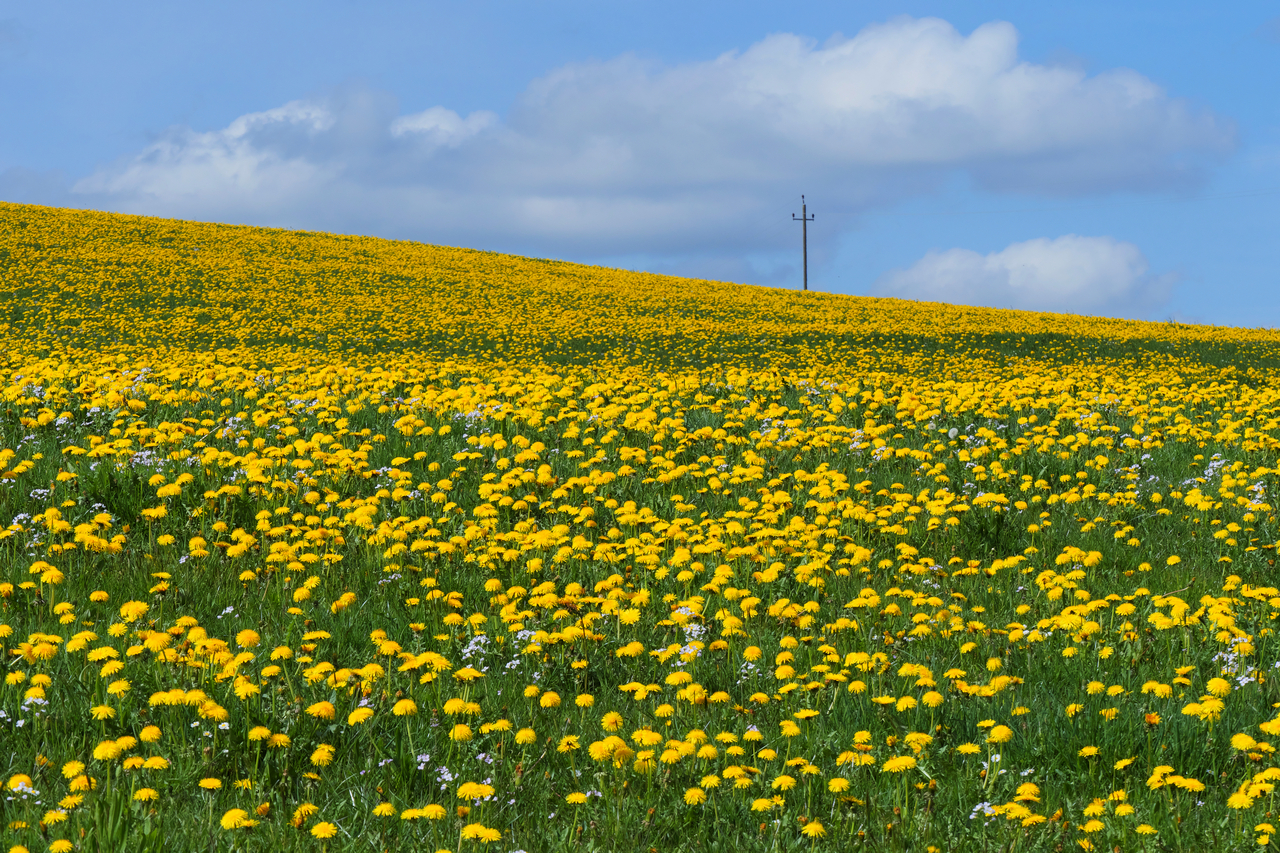 Löwenzahnblüte im Allgäu.