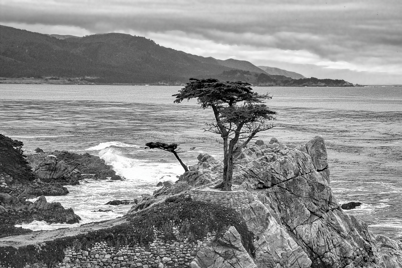 Lone Cypress