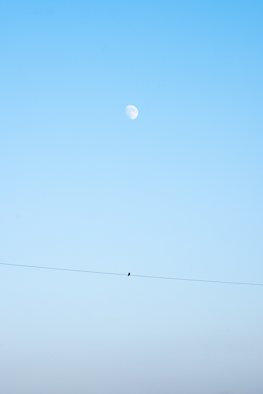 lonely Bird.jpeg
