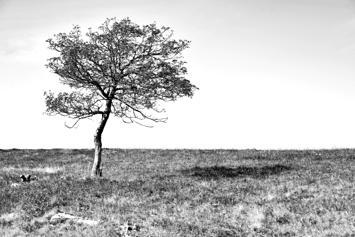 LONELY TREE