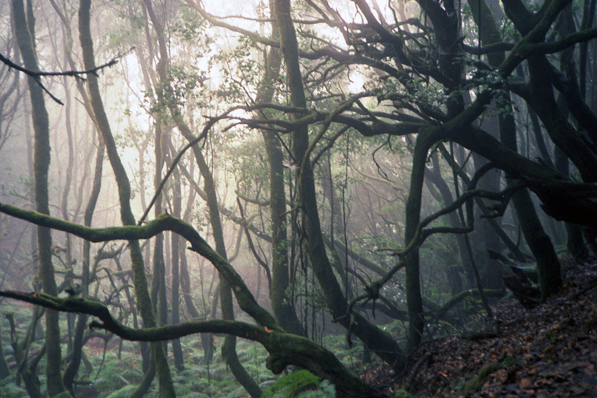 Lorbeerwald auf La Gomera