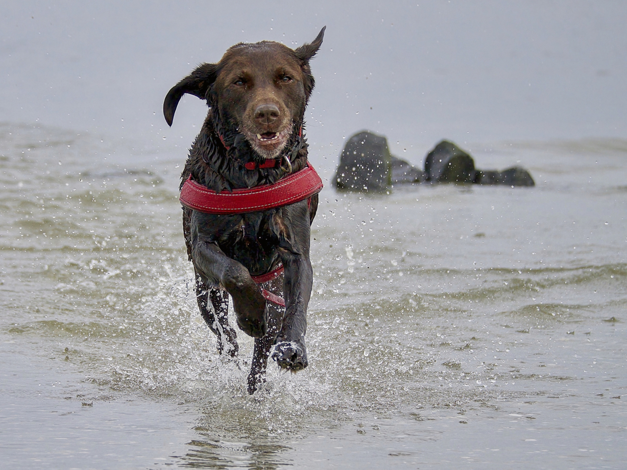 Lotte in der Nordsee...