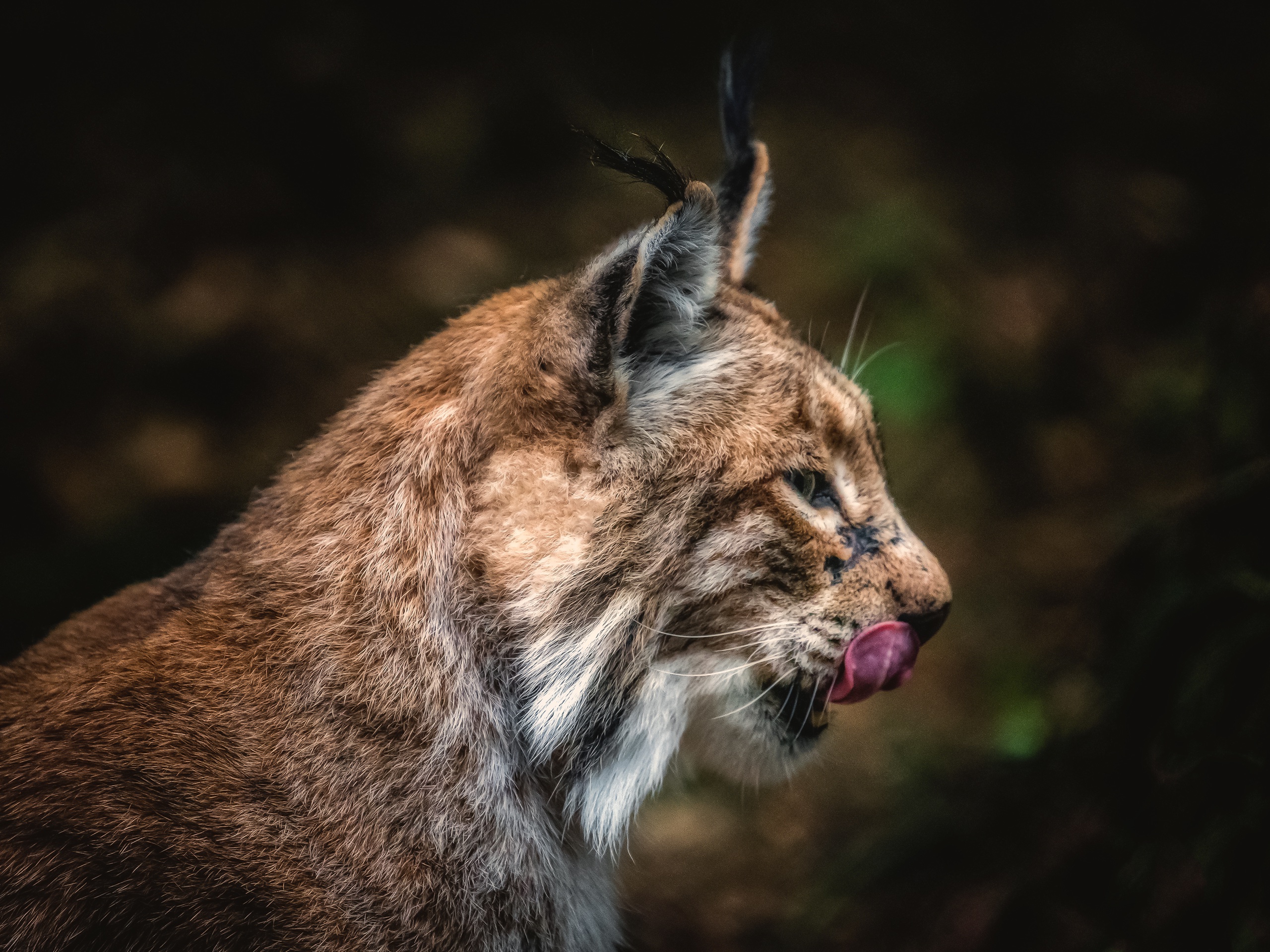 Luchs im Wildpark Poing