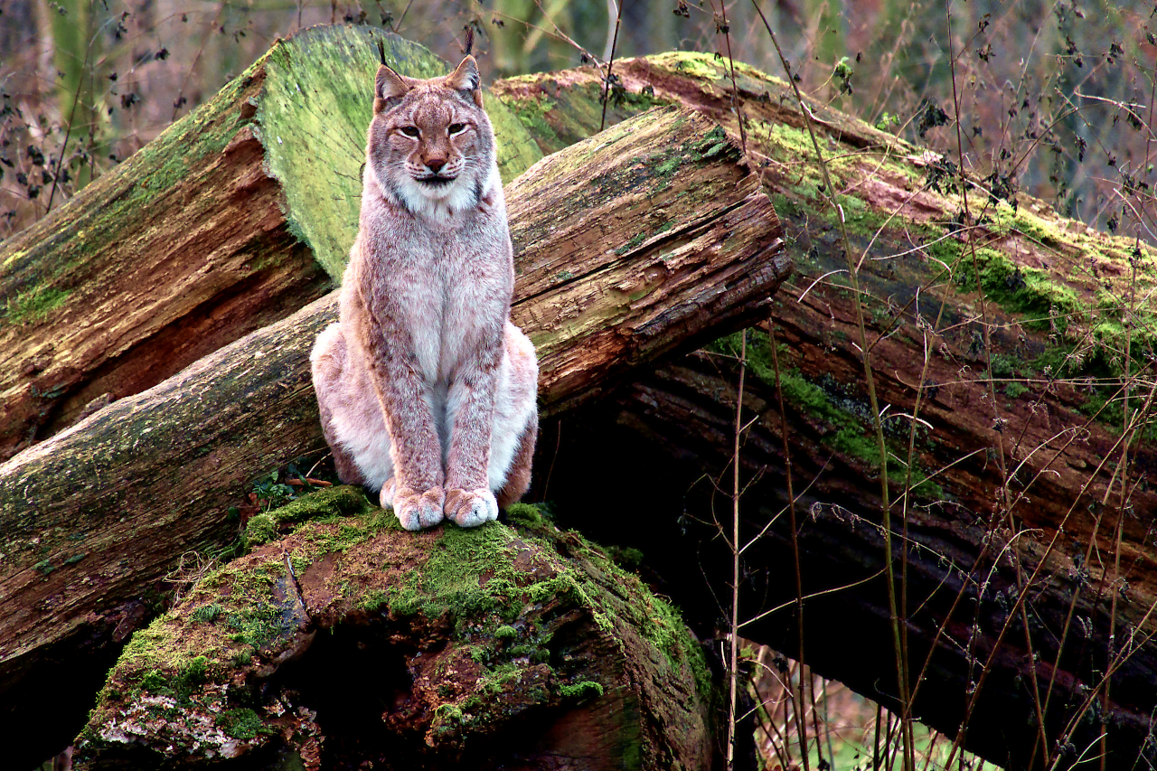 Luchs