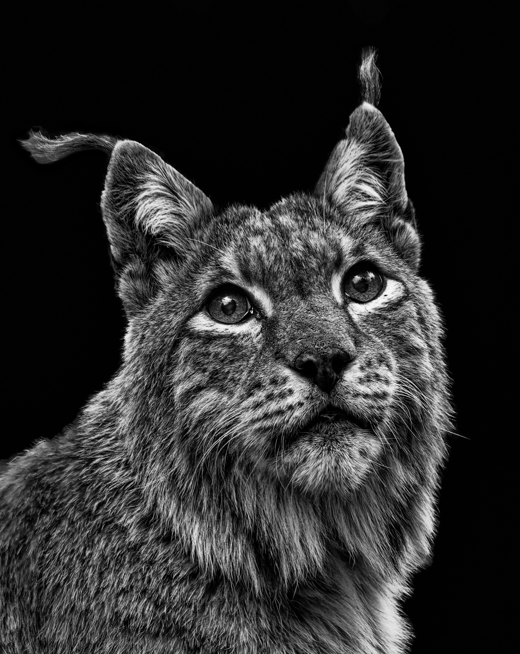 Luchs