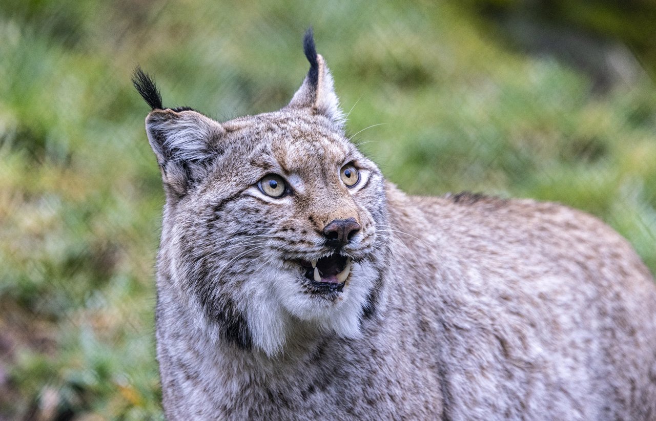 Luchs