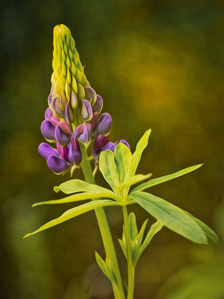 Lupine