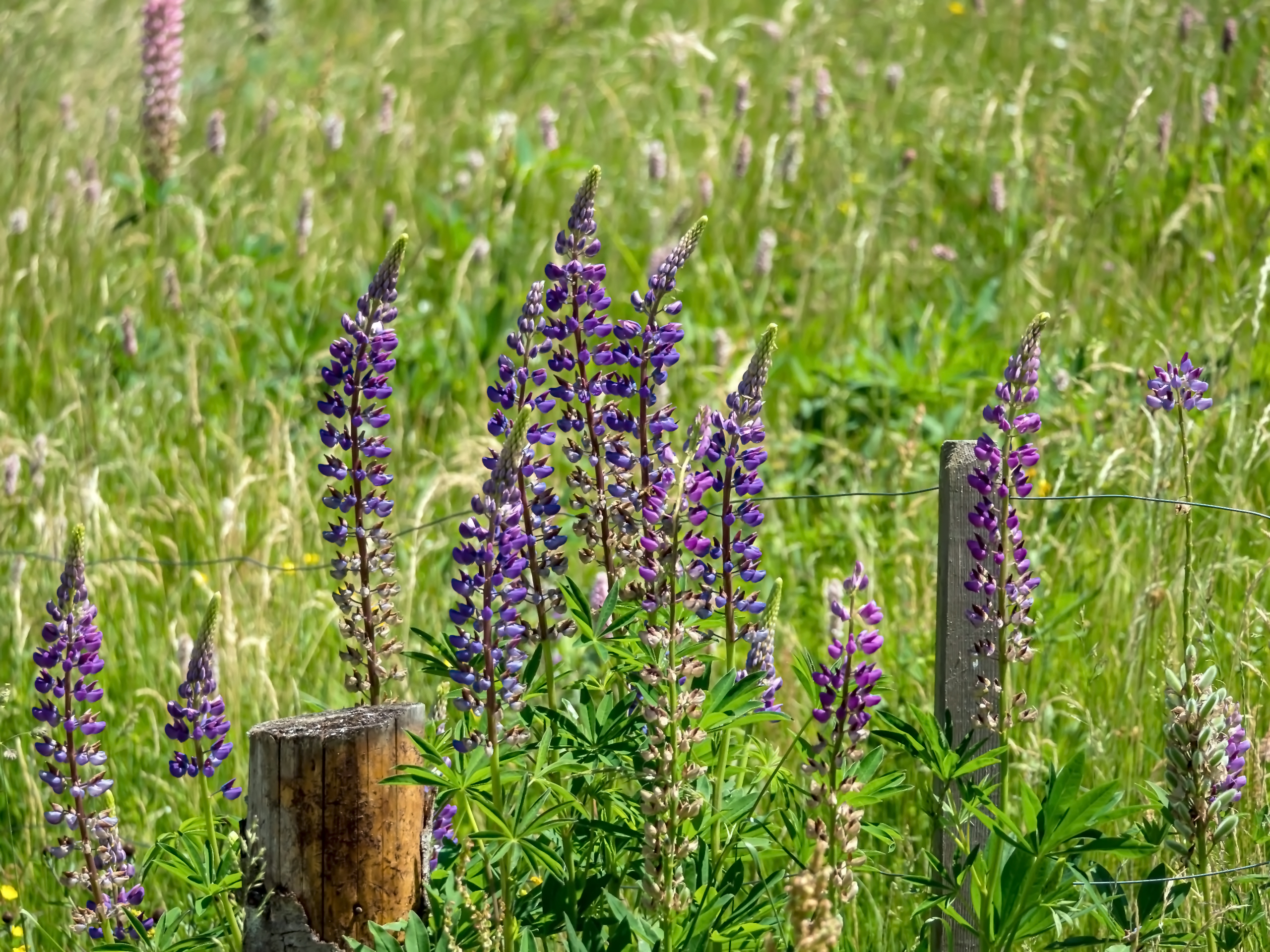 Lupine