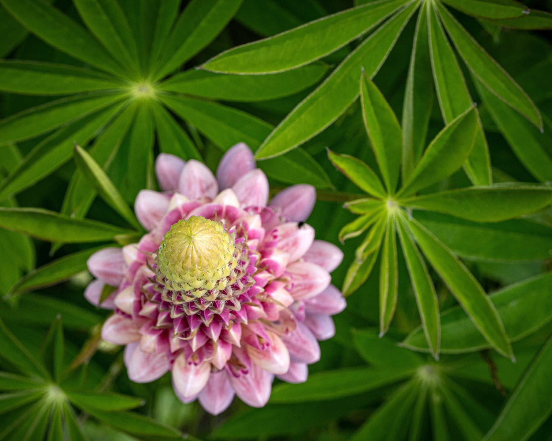 Lupine