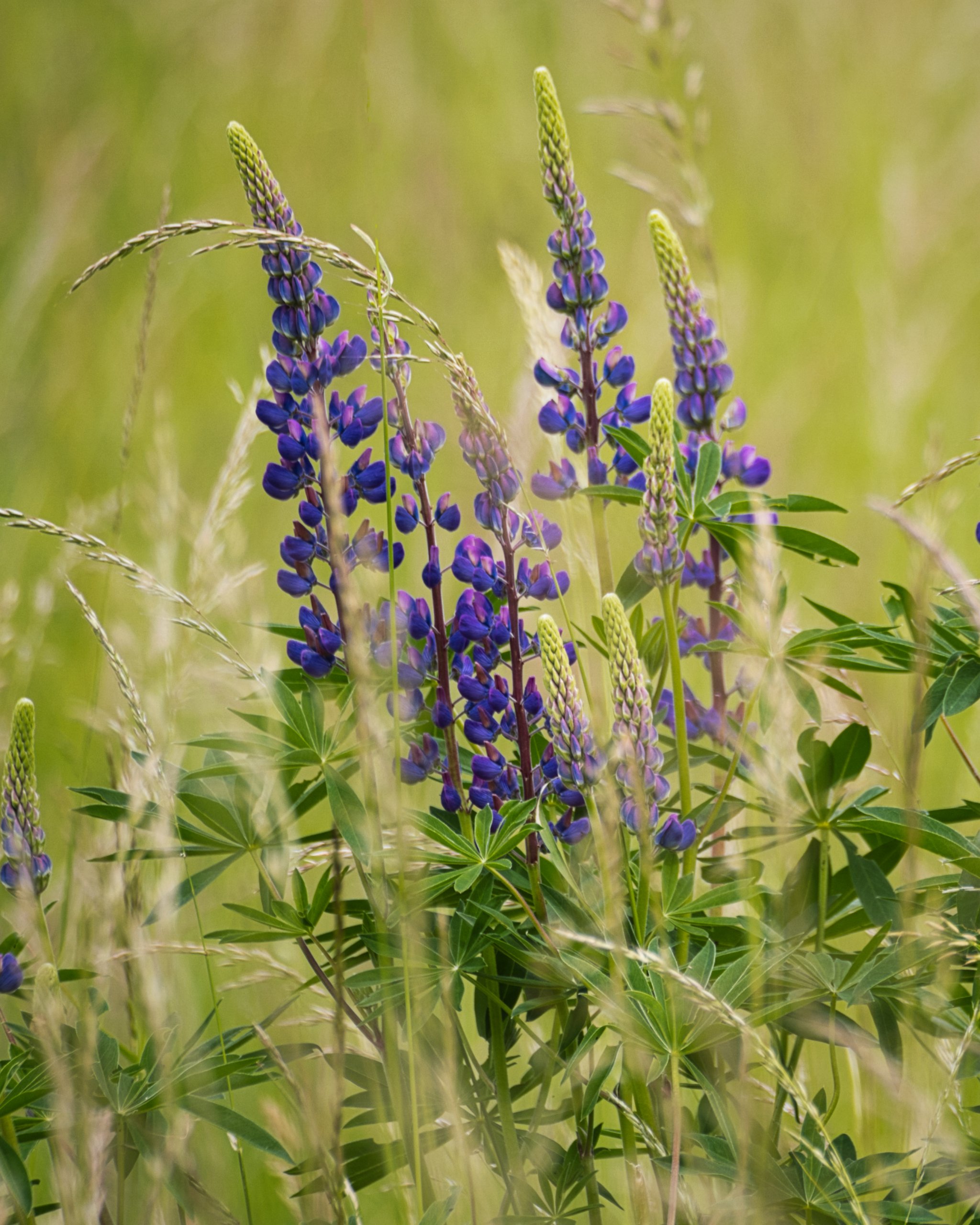 Lupinen