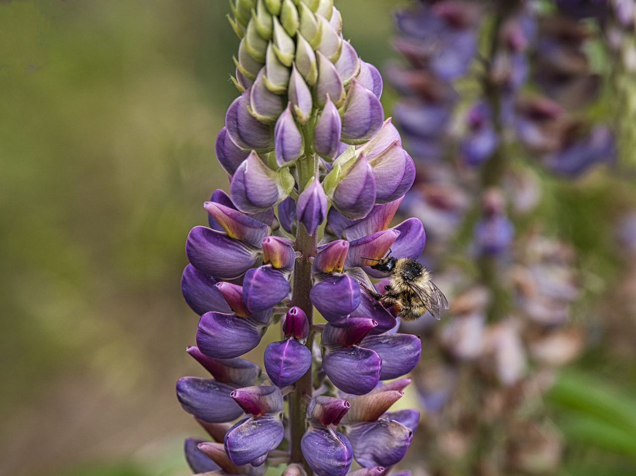 Lupinie