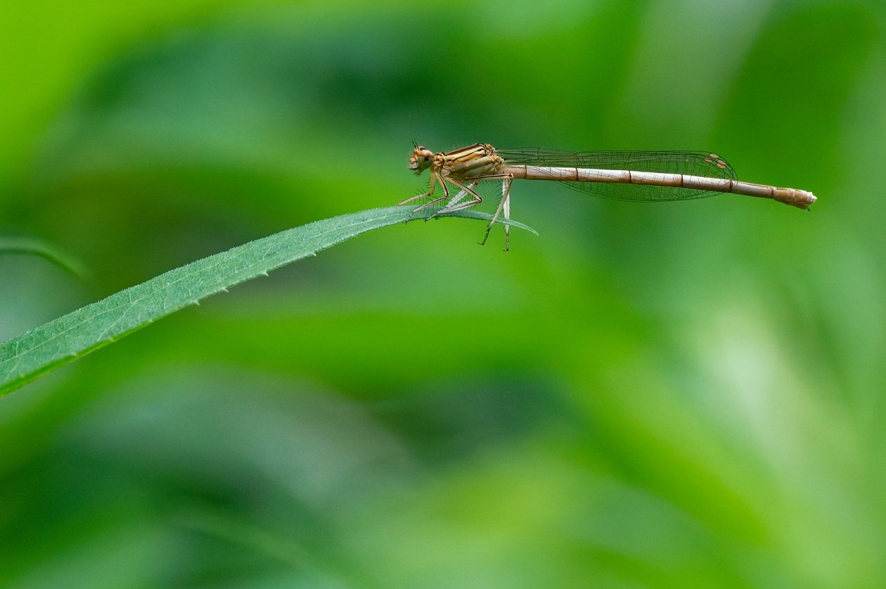 Macro time 3 - Blaue Federlibelle