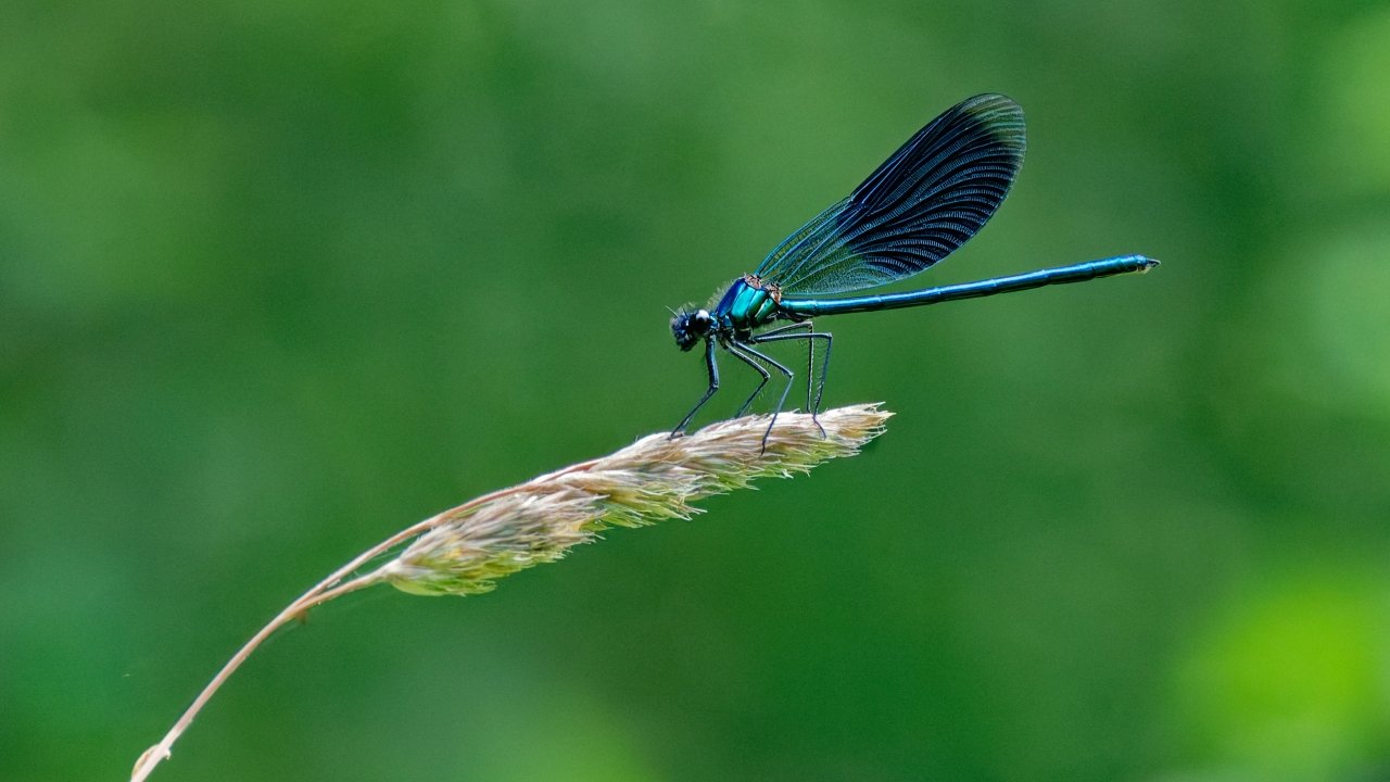 Macro time 4 - Blauflügel Prachtlibelle