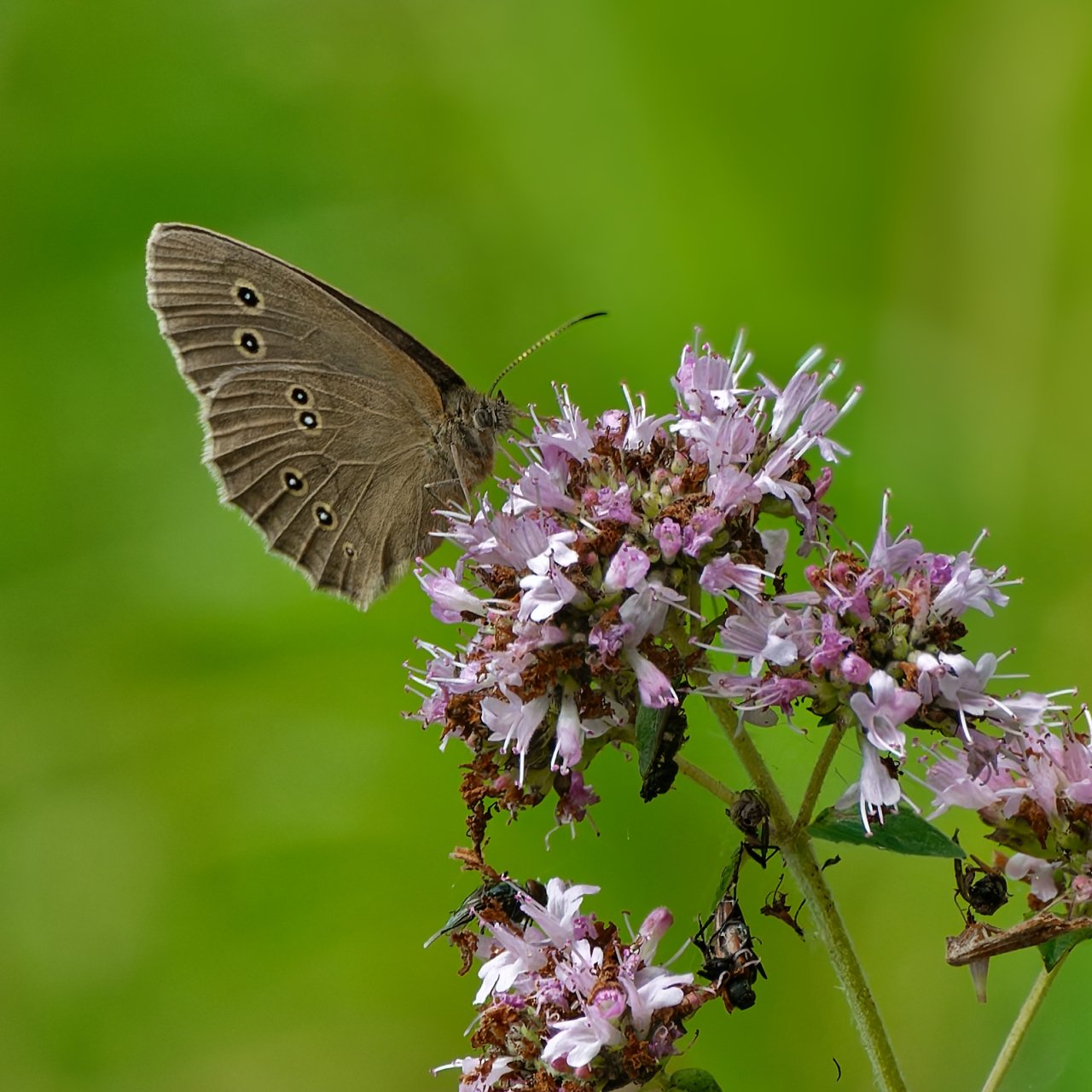 Macro time 5 - Brauner Waldvogel