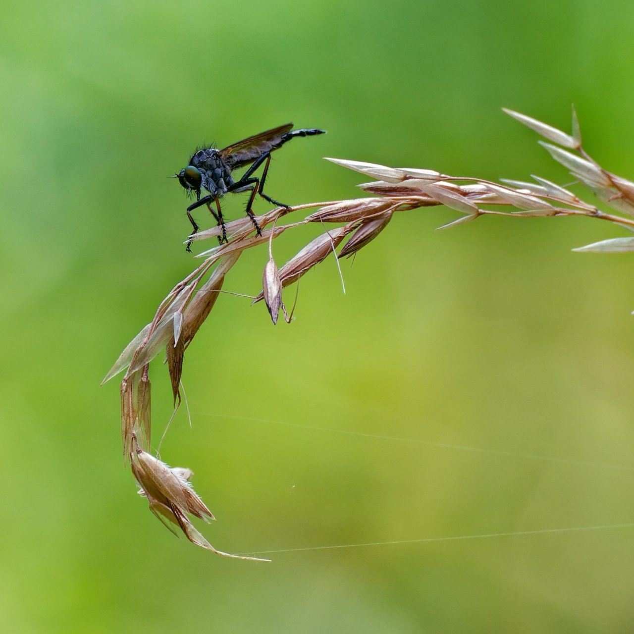 Macro time 6 - Raubfliege