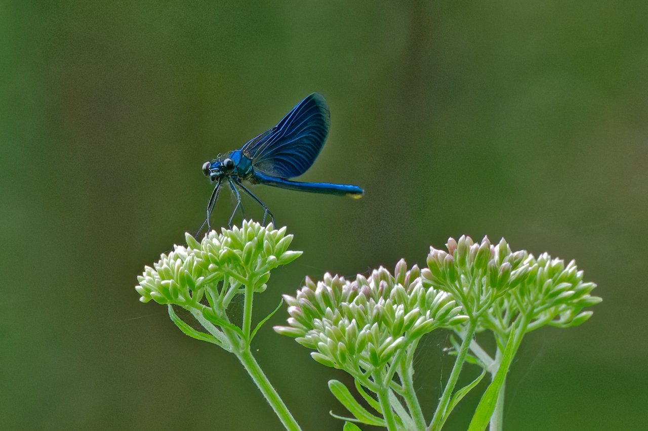 Macro time 7 - Blauflügel Prachtlibelle