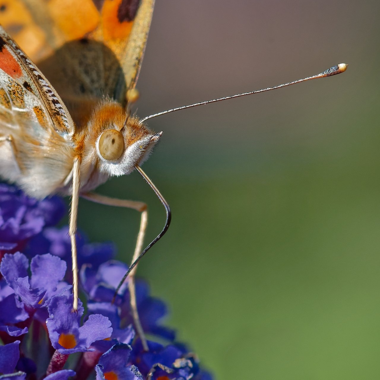 Macro time 8 - Distelfalter