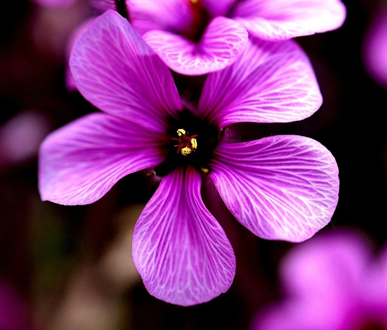 Madeira Storchschnabel