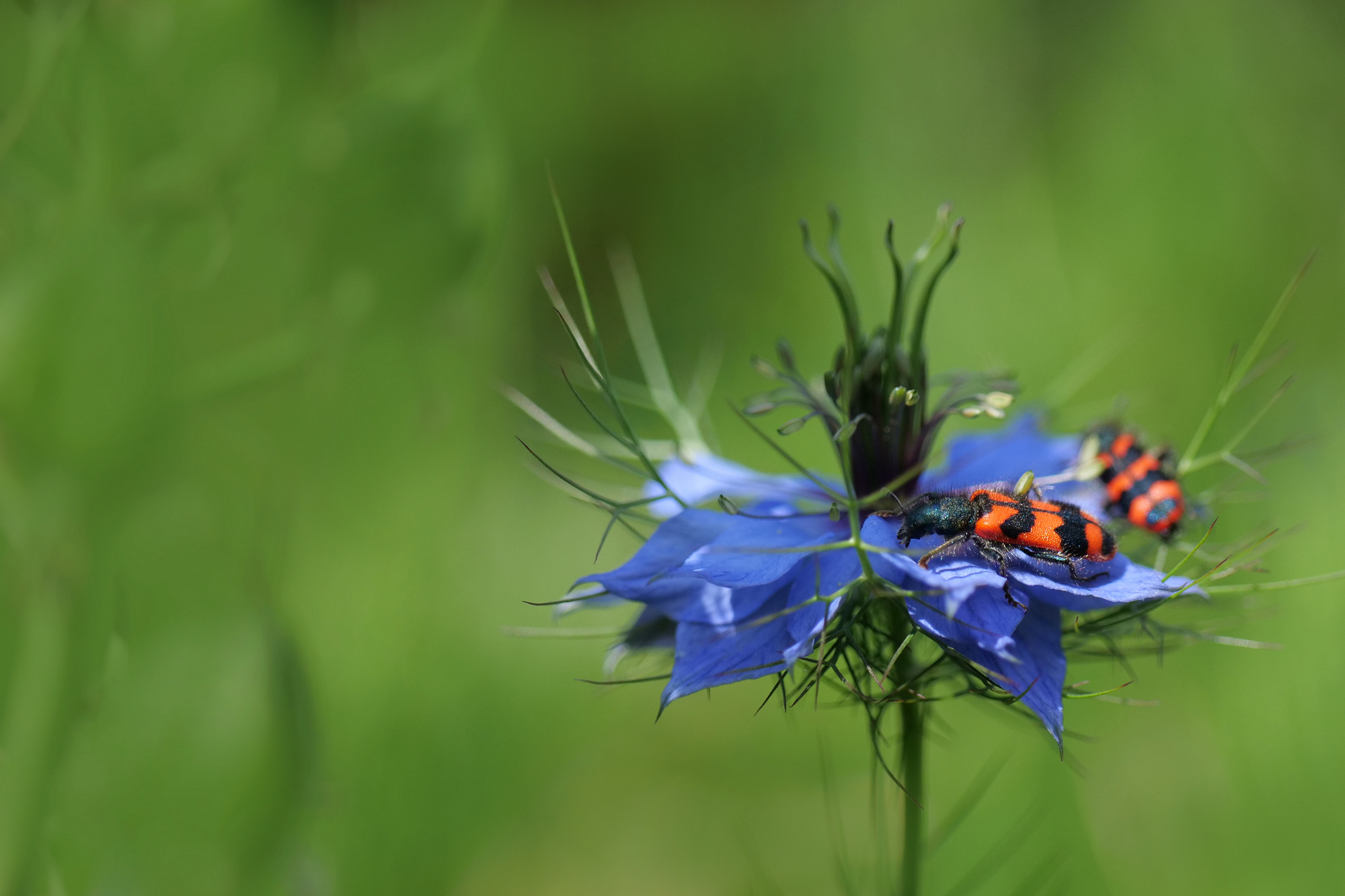 Männlein und Weiblein