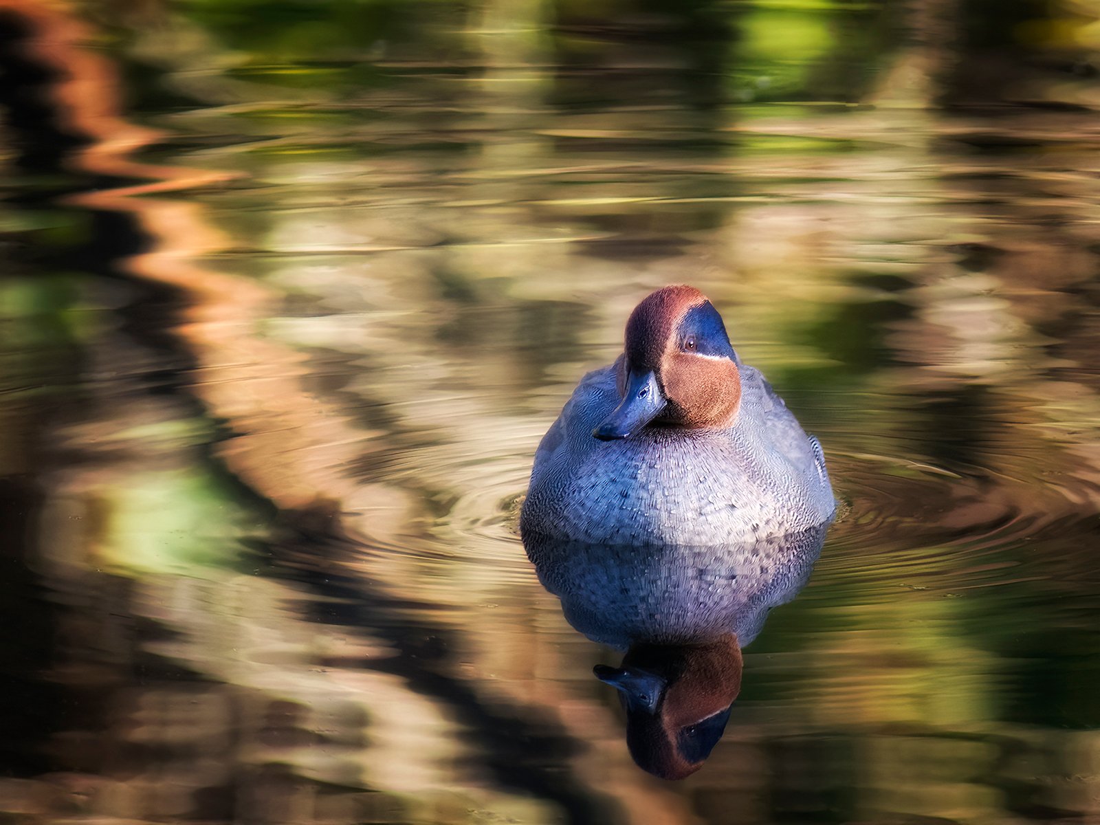 Männliche Krickente